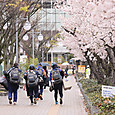 桜とサンディーバ選手たち